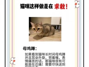 猫咪健康关注焦点：鼻子干湿度的科学解读与理解