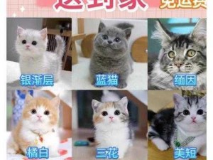 猫咪成熟最新地域网名怎么取？学会这几招，轻松取到心仪的网名