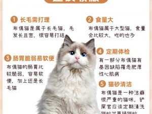 猫千杯攻略宝典：全方位指南，让你的爱猫享受千杯乐趣