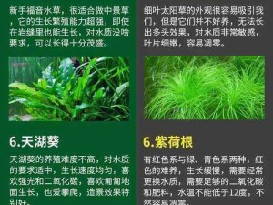 缺氧水草的多元用途与生态价值：探寻其潜藏的益处