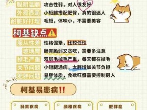 龙之谷手游：获取肥滚滚柯基犬坐骑攻略全解析，探索柯基犬独特获得方法