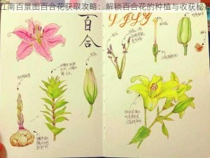 江南百景图百合花获取攻略：解锁百合花的种植与收获秘籍