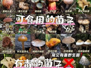 如何辨识毒蘑菇与可食蘑菇：实用指南与技巧解析