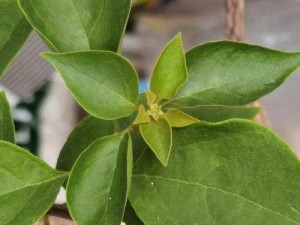 挺进她的花苞⋯啊太深了图片【挺进她的花苞，啊太深了这组图片让人血脉贲张】