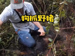 文字大师狩猎时刻：猎杀黑野猪的挑战与智慧之源探寻之旅