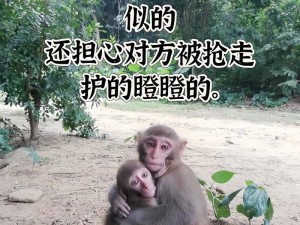 两个人生猴子不爱妹子,两个人生猴子，为何不爱妹子？