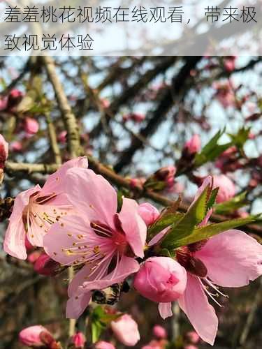 羞羞桃花视频在线观看，带来极致视觉体验