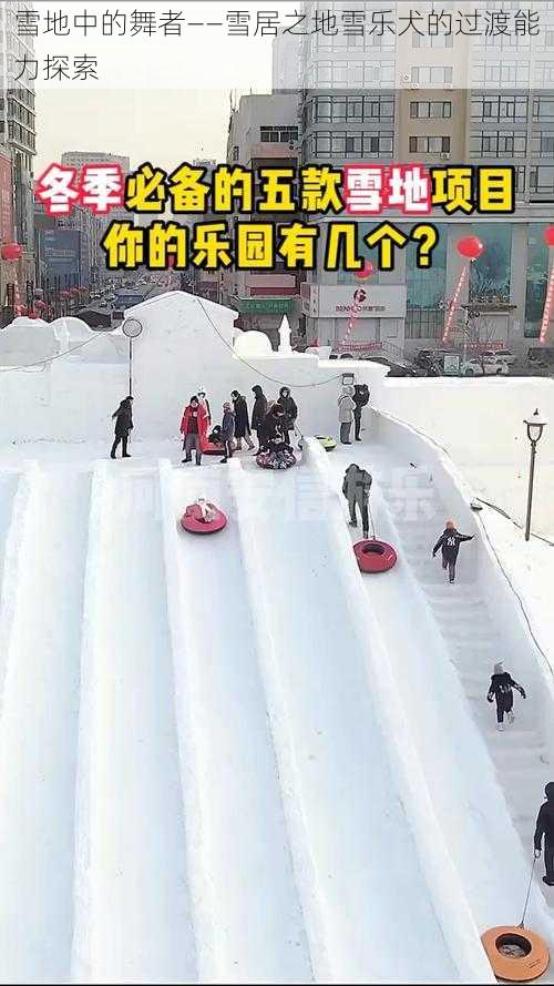 雪地中的舞者——雪居之地雪乐犬的过渡能力探索