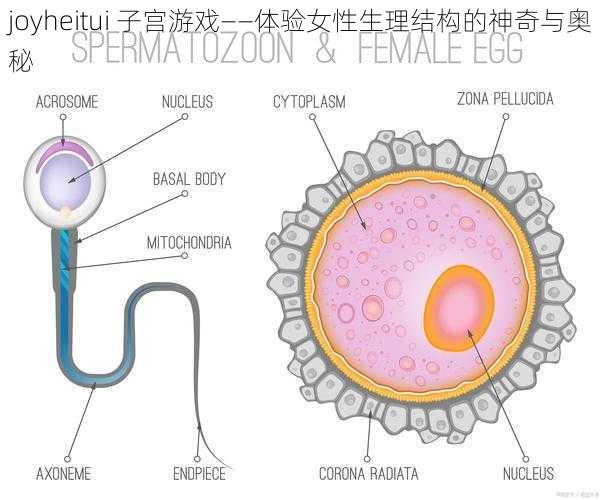 joyheitui 子宫游戏——体验女性生理结构的神奇与奥秘