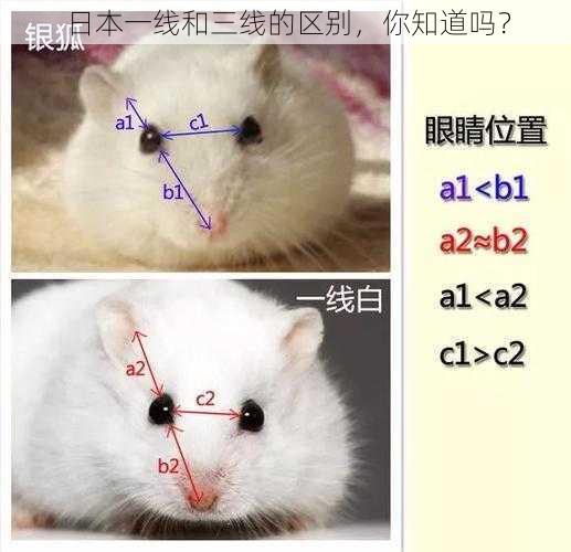 日本一线和三线的区别，你知道吗？