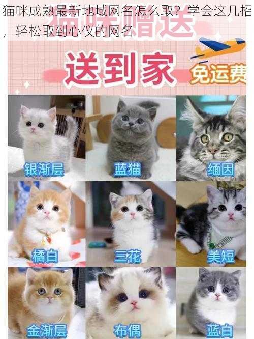 猫咪成熟最新地域网名怎么取？学会这几招，轻松取到心仪的网名