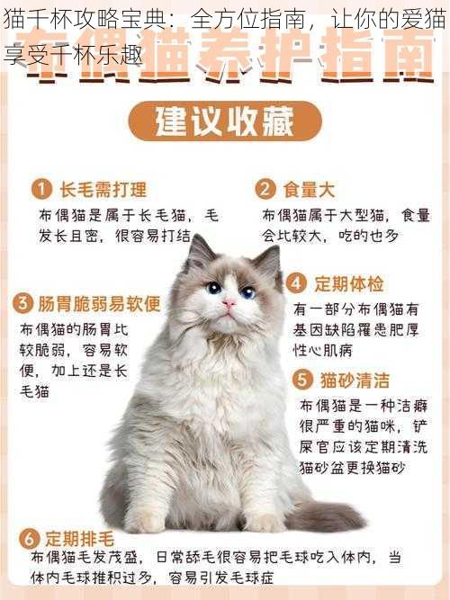 猫千杯攻略宝典：全方位指南，让你的爱猫享受千杯乐趣