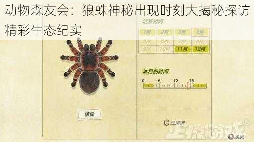 动物森友会：狼蛛神秘出现时刻大揭秘探访精彩生态纪实