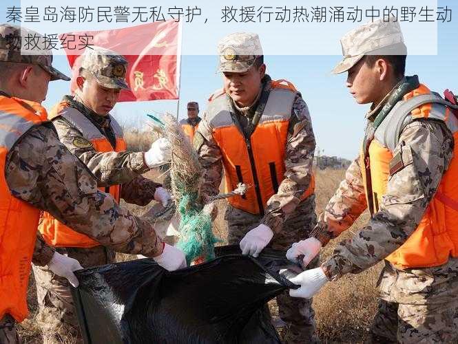 秦皇岛海防民警无私守护，救援行动热潮涌动中的野生动物救援纪实