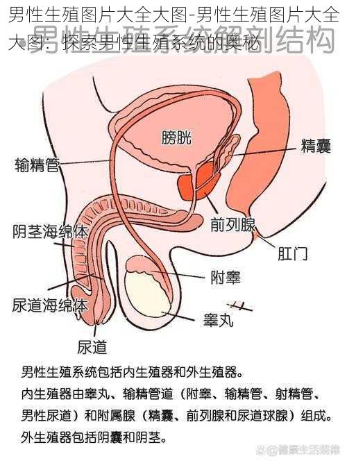 男性生殖图片大全大图-男性生殖图片大全大图：探索男性生殖系统的奥秘