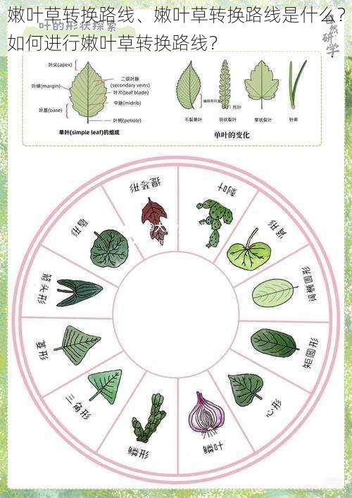 嫩叶草转换路线、嫩叶草转换路线是什么？如何进行嫩叶草转换路线？