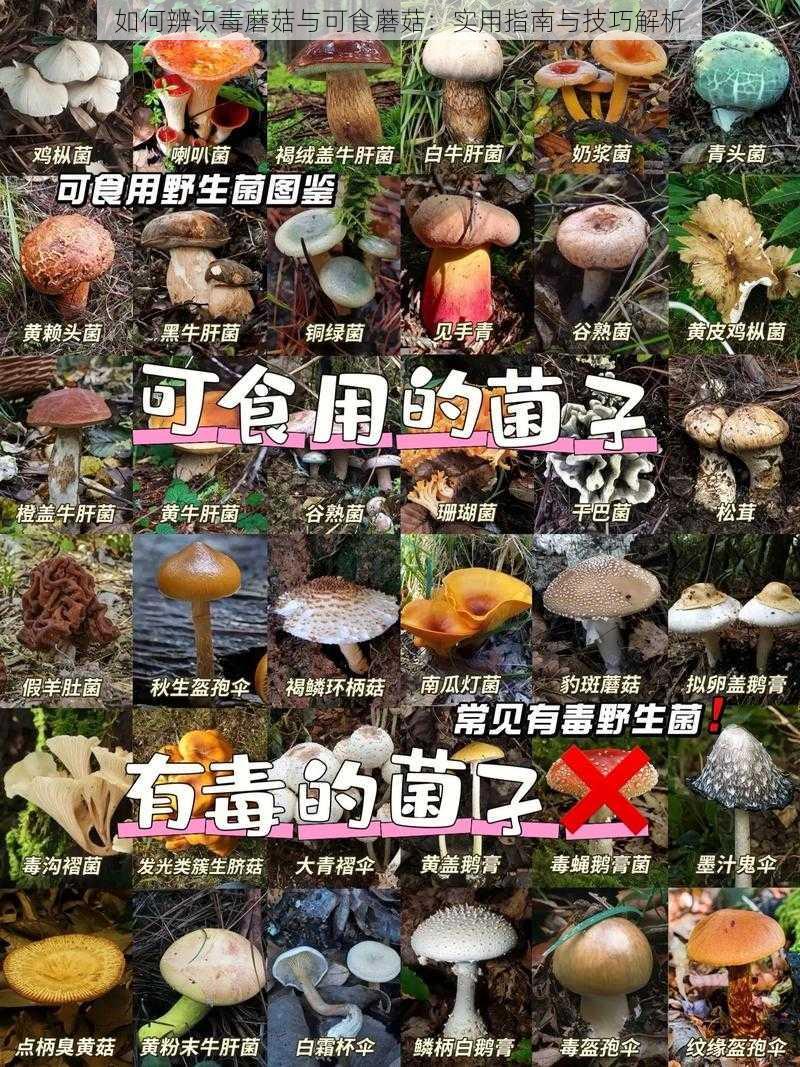 如何辨识毒蘑菇与可食蘑菇：实用指南与技巧解析